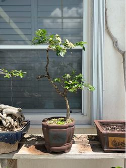 Jazmin bonsai