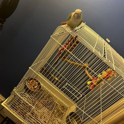 CONURE BIRD cage