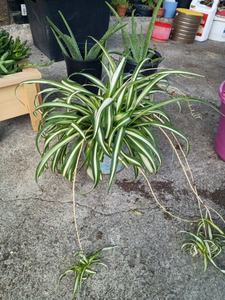 Spider Plant