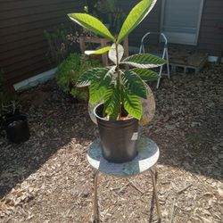 2 Ft Tall Loquat
