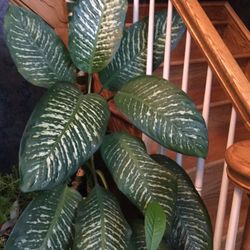 Indoor and outdoor plants For Spring Planting
