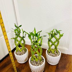Trellis Lucky Bamboo Live Indoor Plant In Ceramic Pot $10/each 
