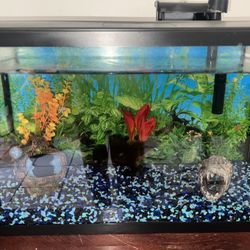 Fish Tank