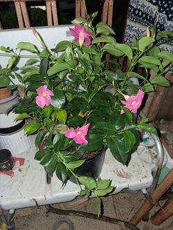 Blooming combo baskets 15$