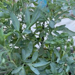 Ruda Plant