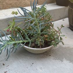 Succulent