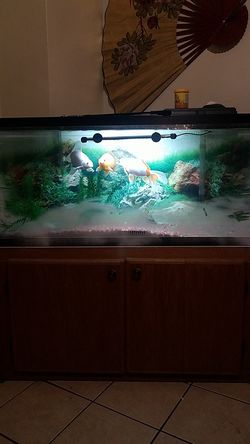 Fish tank