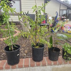 Plants Plants Plants