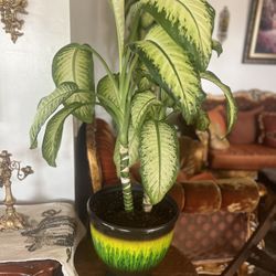 House Plant