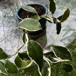 Hoya Carnosa ‘Krimson Queen’