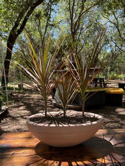 Curated Pink Dracaenas - 1 Large Boat Planter (3 Plants) 🪴