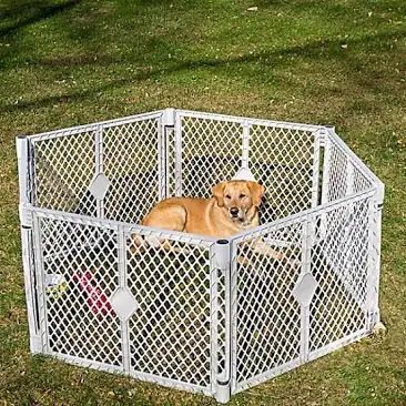 Dog Enclosure