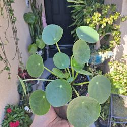 Pilea Peperomiodes "Chinese Money " Plant $15
