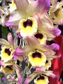 Dendrobium Sunray Gatton Big pot, 2-3 feet