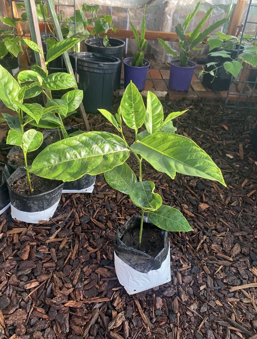 Jackfruit Trees