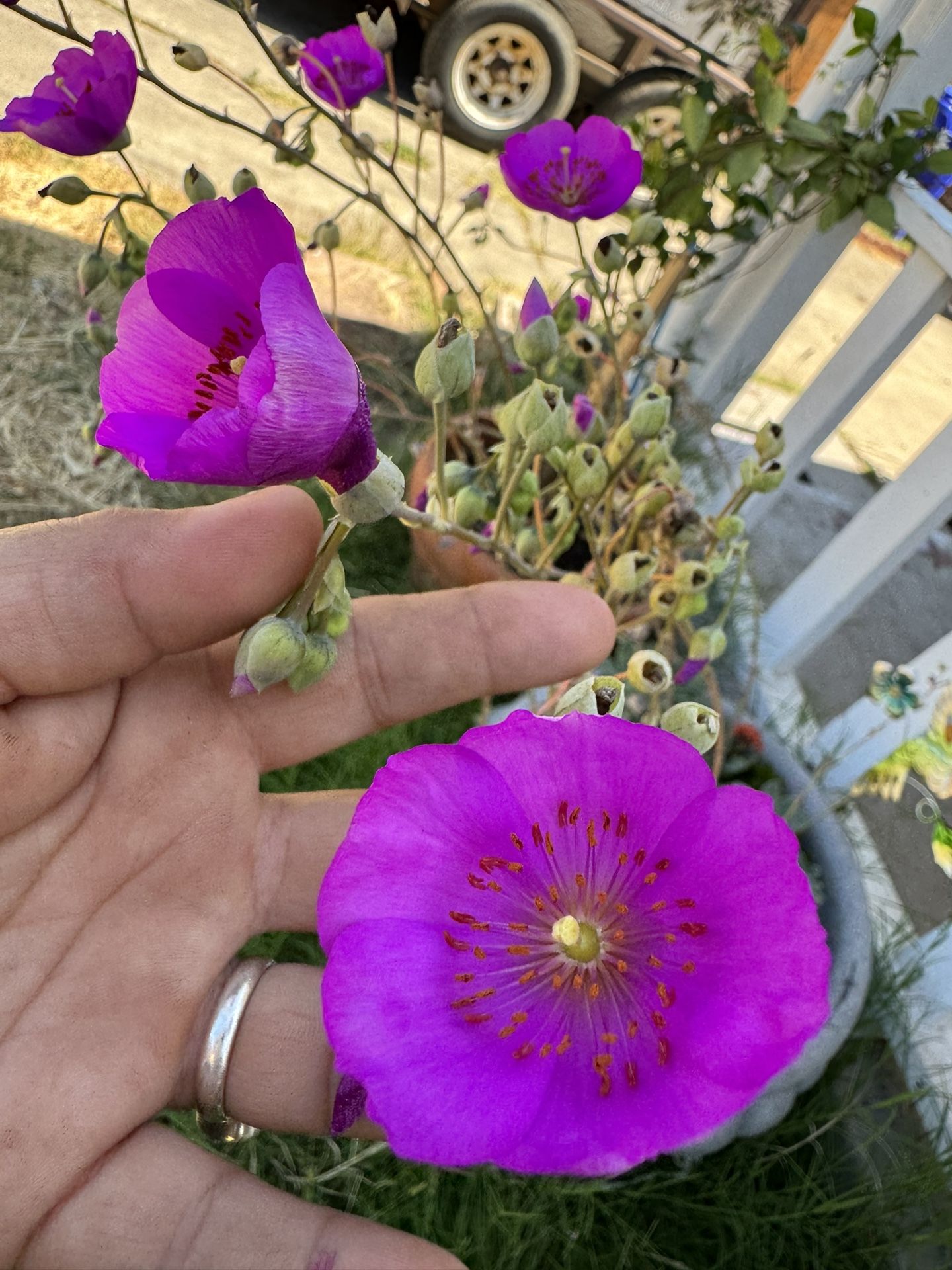 Beautiful Purple Flower With Big Pot $$60