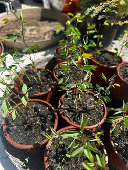 Guamuchiles Plants