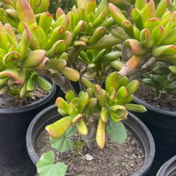 Jade Shrek  Ears Succulents 