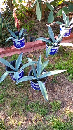 Agave plants