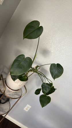 Indoor plant