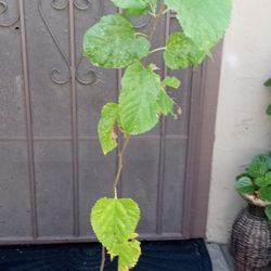árbol de moral de fruta