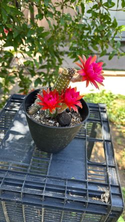 Cactus Rojo Fiusha
