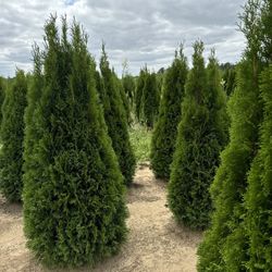 Privacy Tree Sale FREE DELIVERY! Emerald Green & Green Giants 