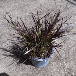 Red Fountain Grass 