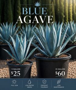 Blue Agaves