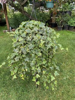 Outdoor Plant