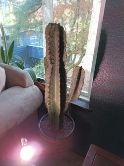 Two feet tall cacti