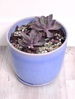 Succulent Plants For Sale 🪴Please Read Description