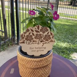 Vinca Periwinkle Plant $15