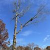 Gozalez Tree Service 