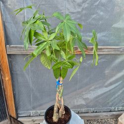 Money Tree Plant 8" Pot