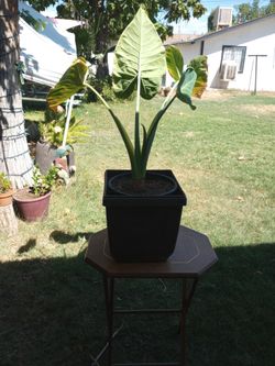 Planta De Sombra.