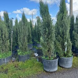 Italian cypress on sale now $250