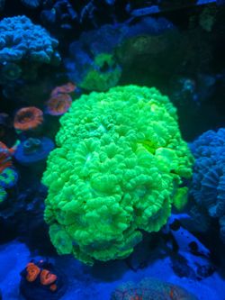 Fake coral decorations