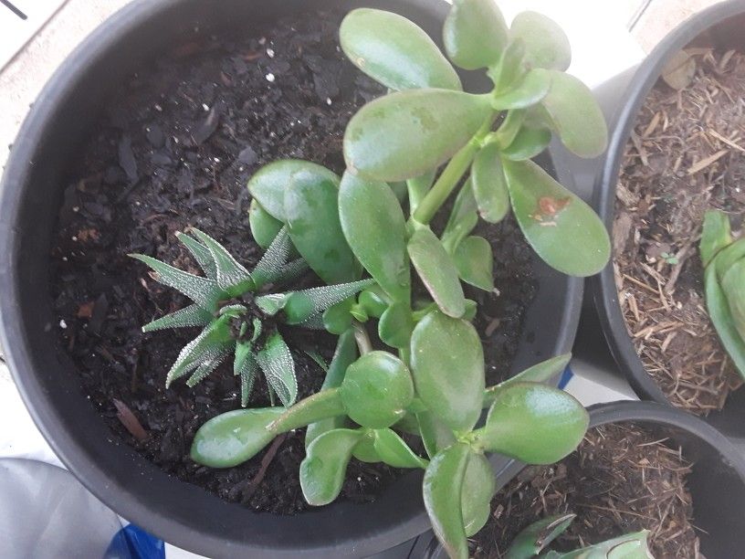 2 Plants In 3gallon Beautiful Black Pot In Weeki Wachee  Spring Hill