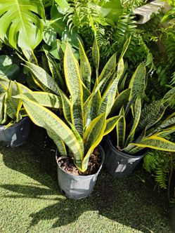 Sansevieria plants 🌱$15