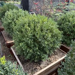 English Boxwood Globes