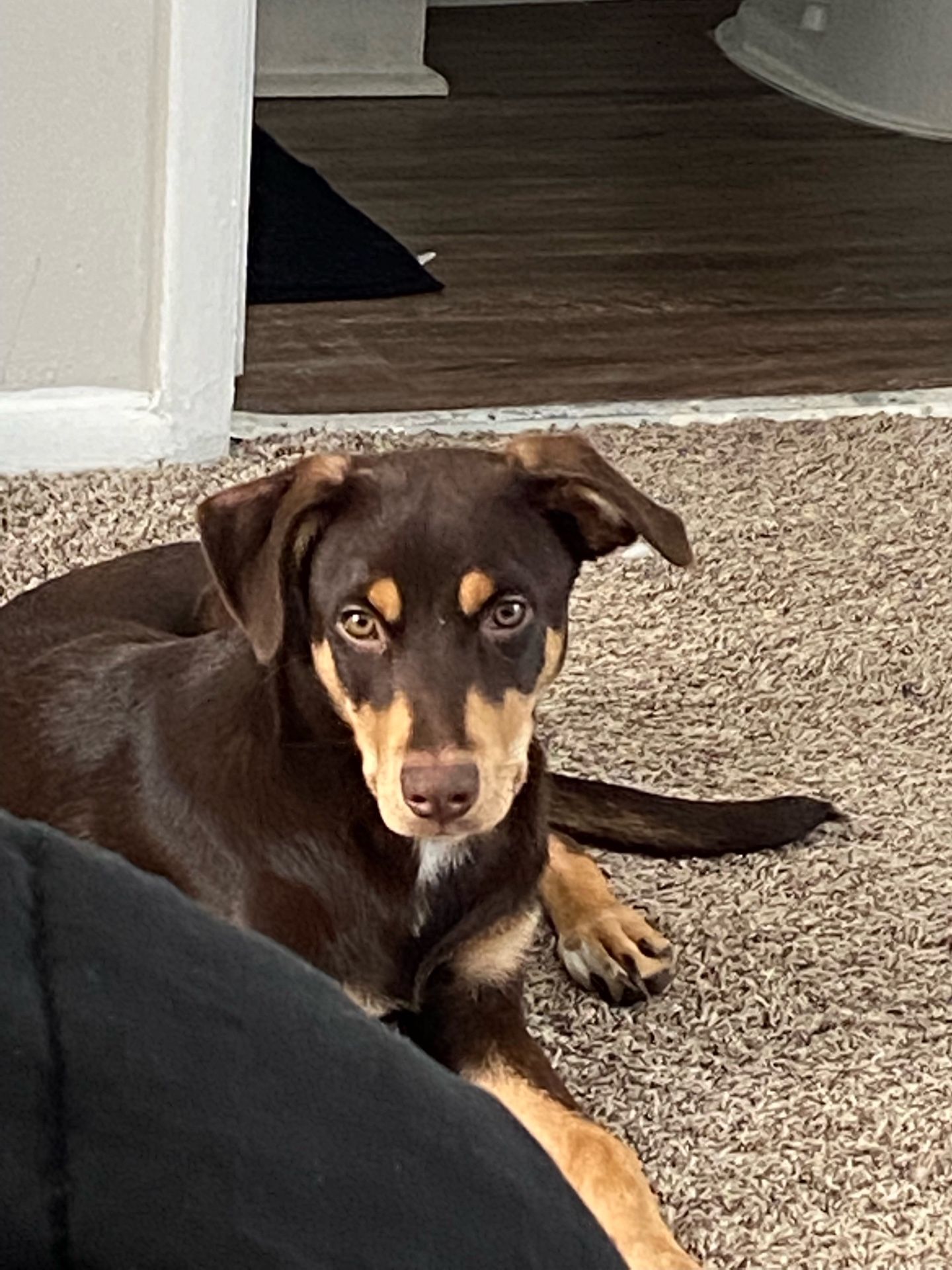 Australian Shep/Lab/Husky Mix