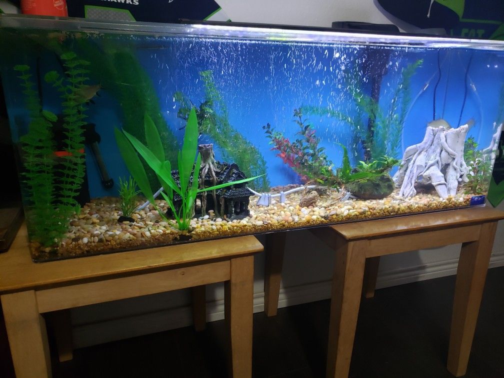 55gal seaclear acrylic fish tank