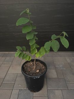 Geffner Atemoya in 10 gal Container
