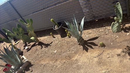 Plants