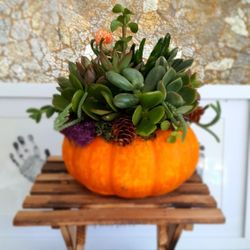 Small Pumpkin Sucxulent Fall Decor