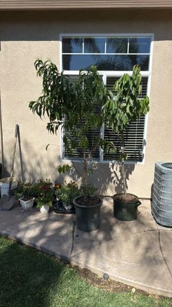 Desert Gold Peach 8 feet tall