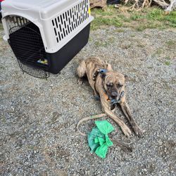 Large Pet Kennel