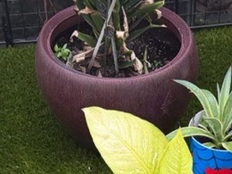 Plant in large purple pot