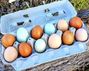 Organic Pasture Raised Farm Fresh Rainbow Eggs